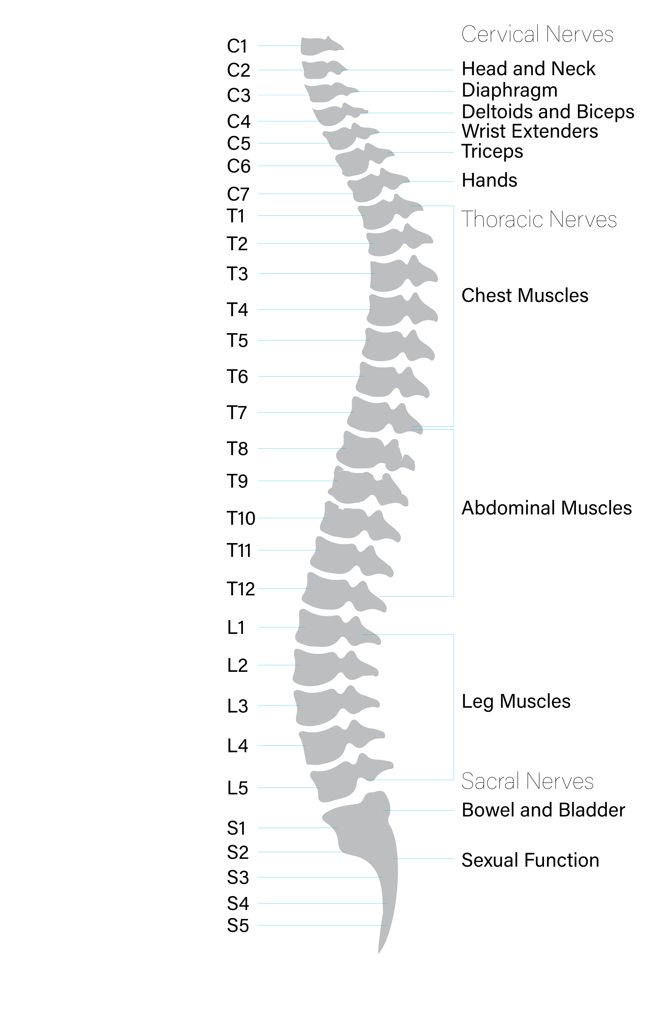 Anatomy of the Spinal Cord - Praxis Spinal Cord Institute