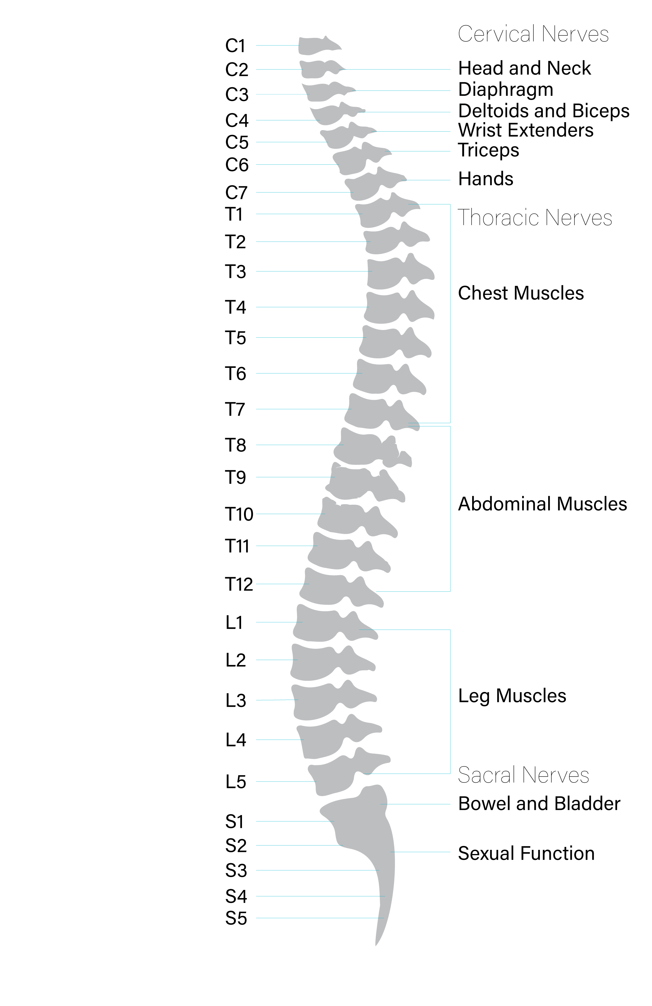 Anatomy of the Spinal Cord Praxis Spinal Cord Institute