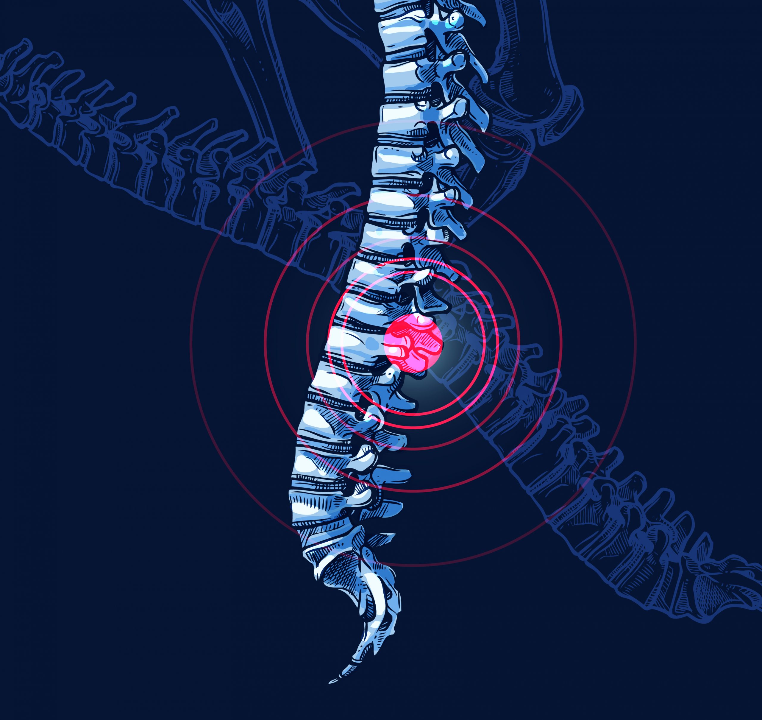 illustration spinal cord vertebrae