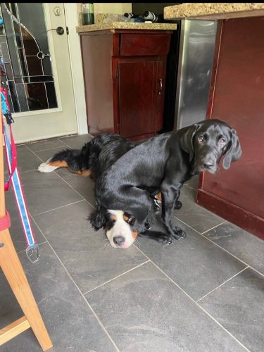 dog sitting on another dog's head