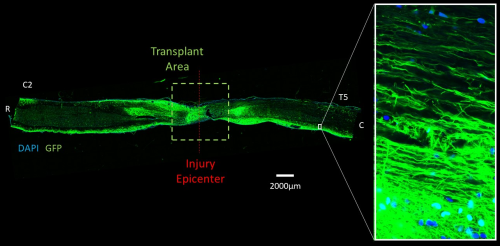 fluorescence staining cells growing in spinal cord experimental model