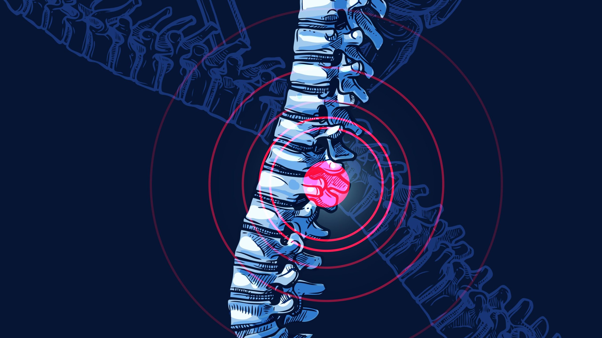 illustration spinal cord vertebrae